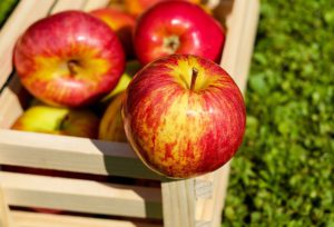 S čerstvých jabĺk sa pripraví väčší objem kvasu.